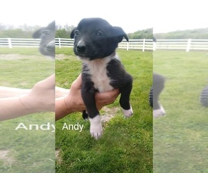 Border Collie Puppy for sale in FREDERICKSBG, OH, USA