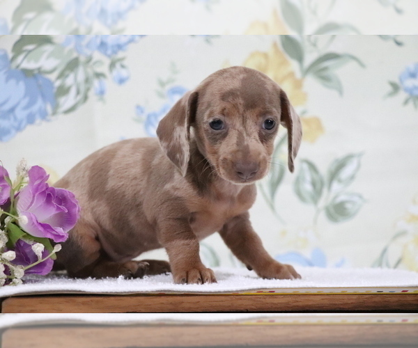 Medium Photo #1 Dachshund Puppy For Sale in SHILOH, OH, USA