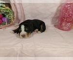 Small Photo #37 Bernedoodle Puppy For Sale in COLORADO SPRINGS, CO, USA