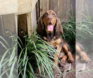 Bloodhound Puppy for sale in TOCCOA, GA, USA
