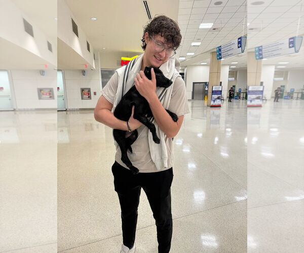 Medium Photo #2 Labrador Retriever-Unknown Mix Puppy For Sale in Sanford, FL, USA