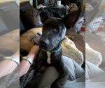 Small #8 Mutt