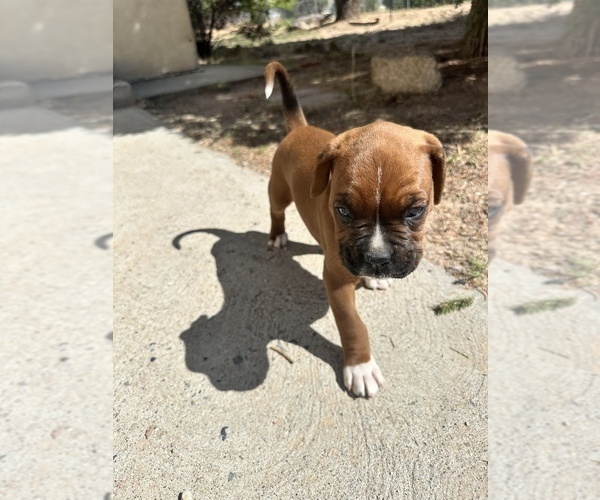 Medium Photo #4 Boxer Puppy For Sale in ESPANOLA, NM, USA