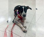 Small #4 Mutt