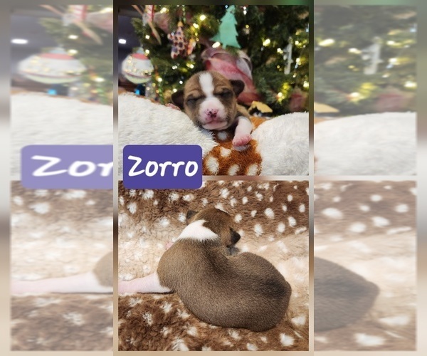 Medium Photo #18 Basenji Puppy For Sale in LOMETA, TX, USA