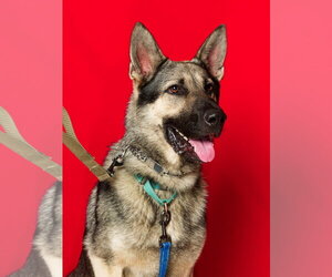 German Shepherd Dog Dogs for adoption in Centreville, VA, USA