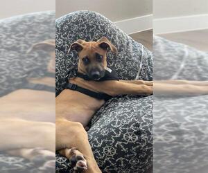 Black Mouth Cur-Unknown Mix Dogs for adoption in San Antonio, TX, USA