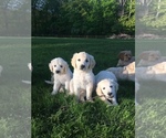 Small Photo #19 Goldendoodle Puppy For Sale in SOUTHBURY, CT, USA