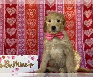 Goldendoodle Puppy for sale in LANCASTER, PA, USA