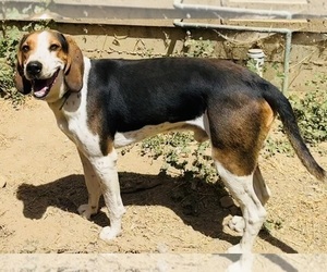 Father of the Bluetick Coonhound puppies born on 07/06/2026
