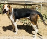 Small Photo #1 Bluetick Coonhound Puppy For Sale in PETALUMA, CA, USA