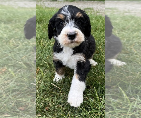 Medium Photo #13 Bernedoodle Puppy For Sale in LONGMONT, CO, USA