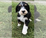 Small #12 Bernedoodle