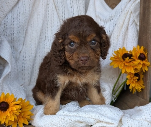 Medium Photo #26 Cock-A-Poo Puppy For Sale in GOSHEN, IN, USA