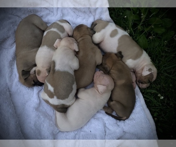 Medium Photo #8 American Bulldog Puppy For Sale in PARIS, TN, USA