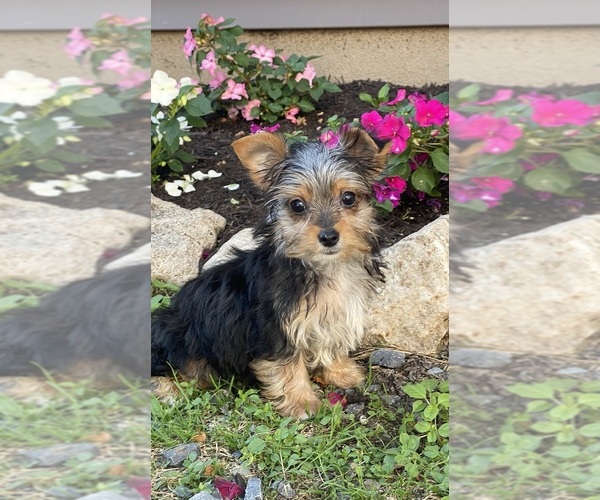Medium Photo #6 Yorkshire Terrier Puppy For Sale in CANOGA, NY, USA