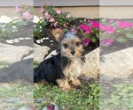 Small #5 Yorkshire Terrier