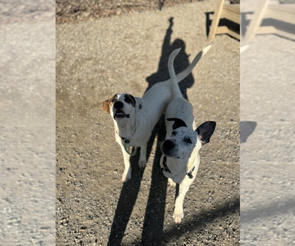 Medium Photo #5 Labrador Retriever-Unknown Mix Puppy For Sale in Elmsford, NY, USA