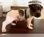 Small Photo #13 Jack Russell Terrier Puppy For Sale in FORT PIERCE, FL, USA