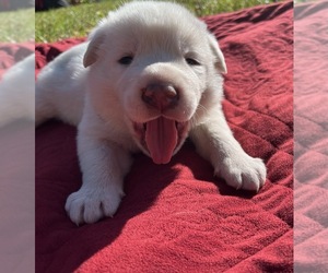 Akbash Dog Puppy for sale in BROOKSVILLE, FL, USA