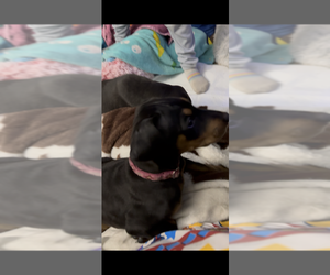 Doberman Pinscher Puppy for sale in RICHMOND, VA, USA