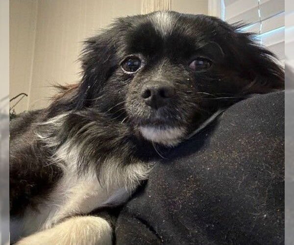 Medium Photo #1 Chiranian Puppy For Sale in Newfoundland, PA, USA