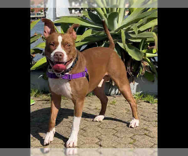 Medium Photo #1 Staffordshire Bull Terrier-Unknown Mix Puppy For Sale in Alameda, CA, USA