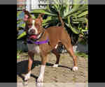 Small Staffordshire Bull Terrier Mix