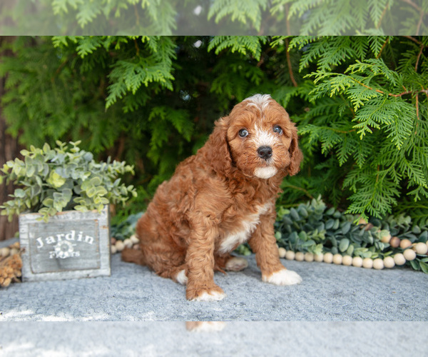 Medium Photo #4 Cavapoo Puppy For Sale in KIRKWOOD, PA, USA