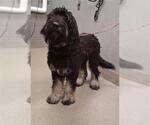 Small Miniature Bernedoodle