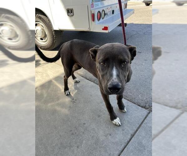 Medium Photo #1 American Pit Bull Terrier Puppy For Sale in Bakersfield, CA, USA