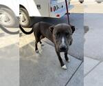 Small American Pit Bull Terrier