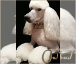 Small Photo #15 Poodle (Standard) Puppy For Sale in MANCHESTER, MI, USA