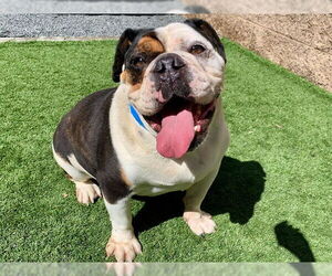Bulldog Dogs for adoption in Moreno Valley, CA, USA