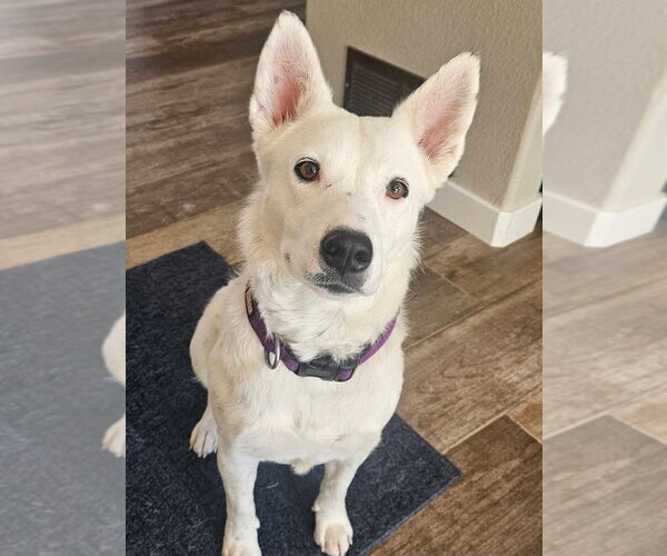 Medium Photo #19 Mutt Puppy For Sale in Lakewood, CO, USA