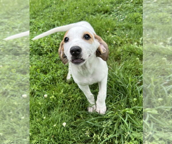 Medium Photo #6 Jack-A-Bee Puppy For Sale in Aurora, IN, USA