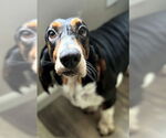 Small #3 Basset Hound