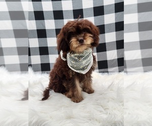 Cavapoo Puppy for sale in LOOGOOTEE, IN, USA