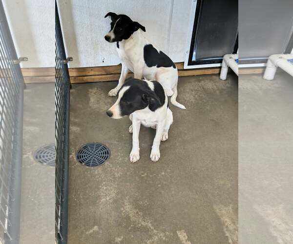 Medium Photo #2 Mutt Puppy For Sale in Stover, MO, USA