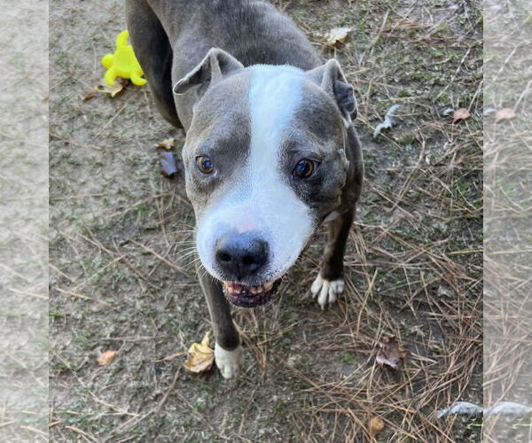 Medium Photo #16 Mutt Puppy For Sale in Garner, NC, USA
