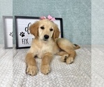 Small #1 Golden Retriever