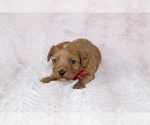 Small Photo #4 Cavapoo Puppy For Sale in HOMELAND, CA, USA