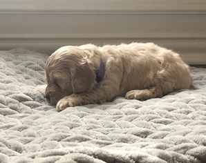 Cocker Spaniel-Poodle (Miniature) Mix Puppy for sale in FRISCO, TX, USA