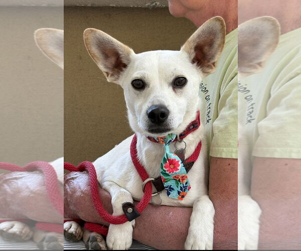 Medium Photo #3 Mutt Puppy For Sale in Lindsay, CA, USA