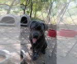 Small Photo #3 Cane Corso Puppy For Sale in MOUNDS, OK, USA