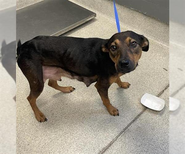 Medium Photo #1 Beagle-Treeing Walker Coonhound Mix Puppy For Sale in Tallahassee, FL, USA