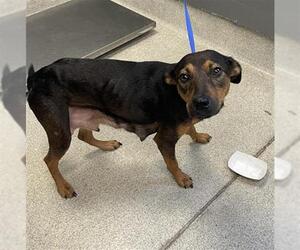 Beagle-Treeing Walker Coonhound Mix Dogs for adoption in Tallahassee, FL, USA
