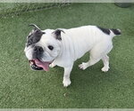 Small #2 Bulldog Mix