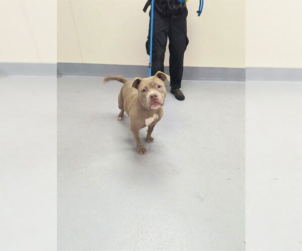 Medium Photo #1 Staffordshire Bull Terrier-Unknown Mix Puppy For Sale in Louisville, KY, USA