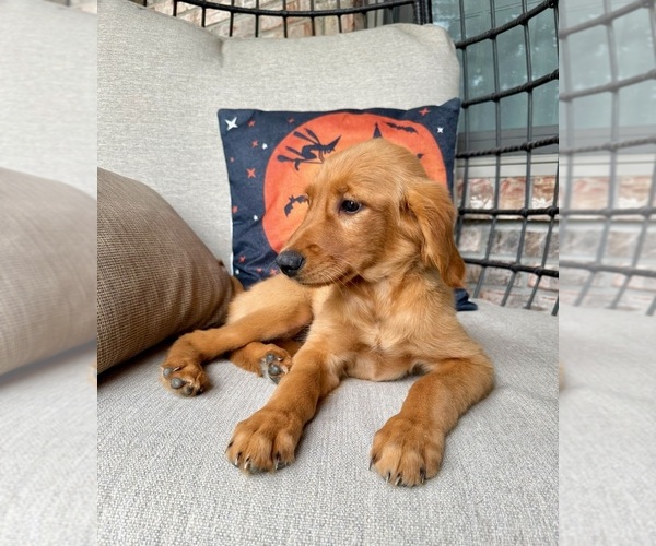 Medium Photo #4 Golden Retriever Puppy For Sale in GREENFIELD, IN, USA